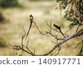 Eastern Paradise Whydah in Greater Kruger National park, South Africa 140917771