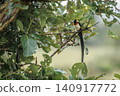 Eastern Paradise Whydah in Greater Kruger National park, South Africa 140917772