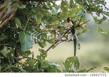 Eastern Paradise Whydah in Greater Kruger National park, South Africa Eastern Paradise Whydah in Greater Kruger National park, South Africa 140917772