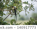 Eastern Paradise Whydah in Greater Kruger National park, South Africa 140917773