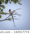 Eastern Paradise Whydah in Greater Kruger National park, South Africa 140917774