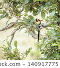Eastern Paradise Whydah in Greater Kruger National park, South Africa 140917775