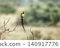 Eastern Paradise Whydah in Greater Kruger National park, South Africa 140917776