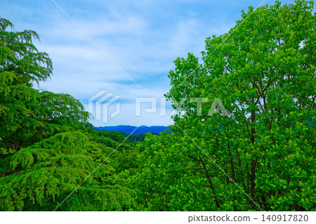 View of the fresh green leaves and new foliage from Mt. Asuwa 140917820