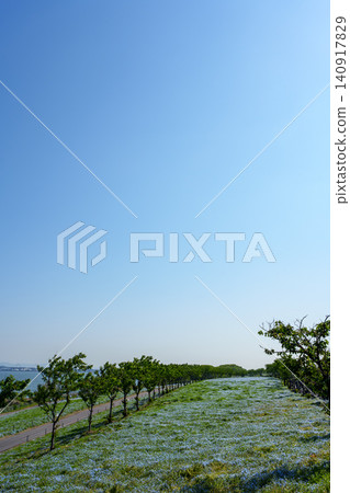 A hill full of nemophila flowers A hill full of nemophila flowers 140917829