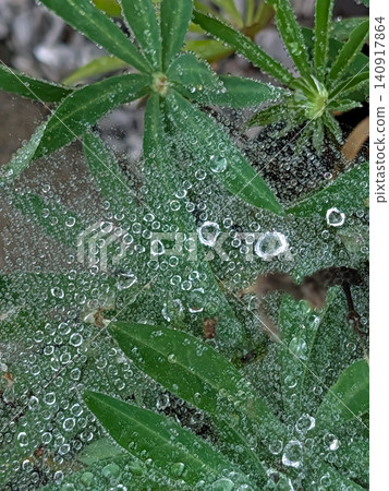 蜘蛛網上閃閃發光的水滴和綠葉的微距照片 | 雨後自然風光背景素材 蜘蛛網上閃閃發光的水滴和綠葉的微距照片 | 雨後自然風光背景素材 140917864