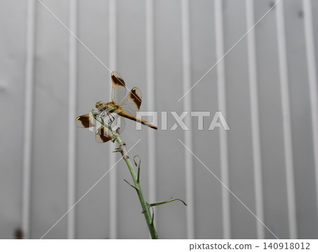 一隻黃色蜻蜓，*Sympetrum parvulum*，棲息在植物上。 140918012