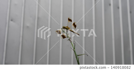 一隻黃色蜻蜓，*Sympetrum parvulum*，棲息在植物上。 140918082
