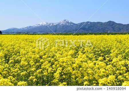 Nanohana spring scenery Nanohana spring scenery 140918094