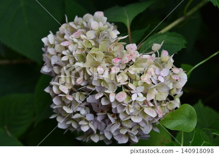 花期結束:受損的繡球花 花期結束:受損的繡球花 140918098