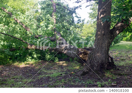 A large tree broken by the wind A large tree broken by the wind 140918100