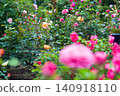 A garden in which roses of various colors bloom. 140918110