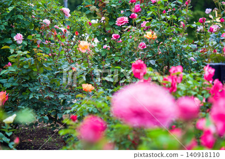 A garden in which roses of various colors bloom. A garden in which roses of various colors bloom. 140918110