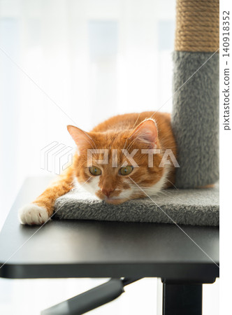 A ginger cat lies on the table, observing the room. Domestic cats in an apartment. A ginger cat lies on the table, observing the room. Domestic cats in an apartment. 140918352