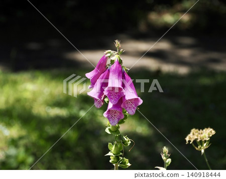 Campanula Campanula 140918444