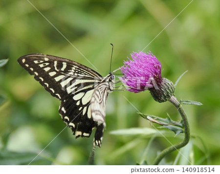 吮蝴蝶的Swallowtail蝴蝶在薊 吮蝴蝶的Swallowtail蝴蝶在薊 140918514