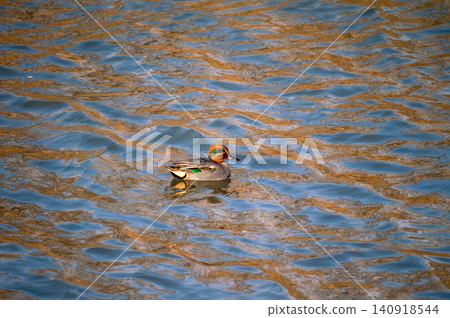 A small duck on the Yasuragi embankment of the Shinano River A small duck on the Yasuragi embankment of the Shinano River 140918544