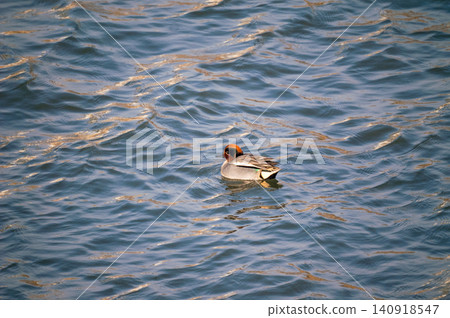 A small duck on the Yasuragi embankment of the Shinano River A small duck on the Yasuragi embankment of the Shinano River 140918547