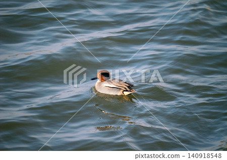 A small duck on the Yasuragi embankment of the Shinano River A small duck on the Yasuragi embankment of the Shinano River 140918548