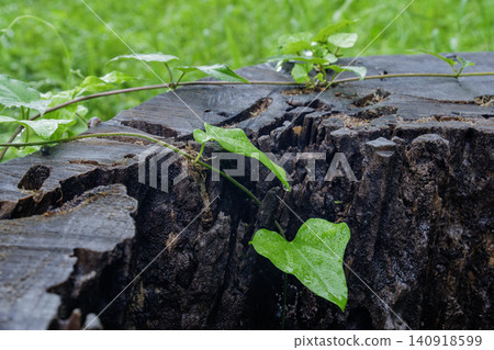 Young leaves on a tree stump 140918599