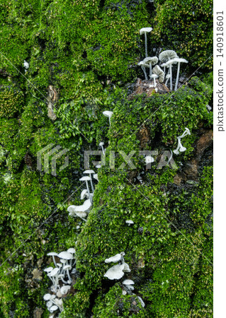 Moss and mushroom 140918601
