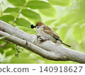 Sparrows stopping on branches 140918627