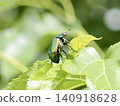 insect 140918628