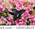 A swallowtail butterfly perched on an azalea flower. 140918629