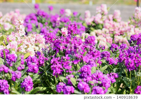 Cute stock flowers that herald spring Cute stock flowers that herald spring 140918639