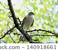 A sparrowhawk perched on a branch 140918661