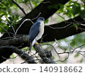 A sparrowhawk perched on a tree branch 140918662