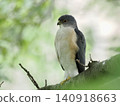A sparrowhawk perched on a branch 140918663
