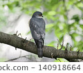 A sparrowhawk perched on a tree branch 140918664