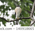 A sparrowhawk perched on a branch 140918665