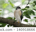A sparrowhawk perched on a branch 140918666