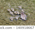 Family of spot-billed ducks swimming in the river 140918667