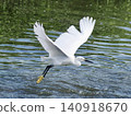 A little egret spreading its wings and flapping them. 140918670
