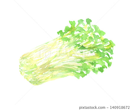 蘿蔔苗的水彩插圖 蘿蔔苗的水彩插圖 140918672