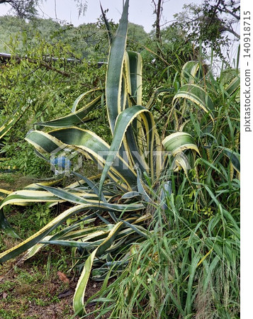 Close View of Variegated Century Plant Leaves Close View of Variegated Century Plant Leaves 140918715