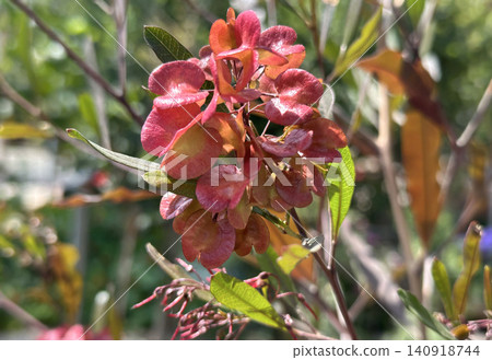 Broadleaf hopbush (lat.- Dodonaea viscosa) Broadleaf hopbush (lat.- Dodonaea viscosa) 140918744