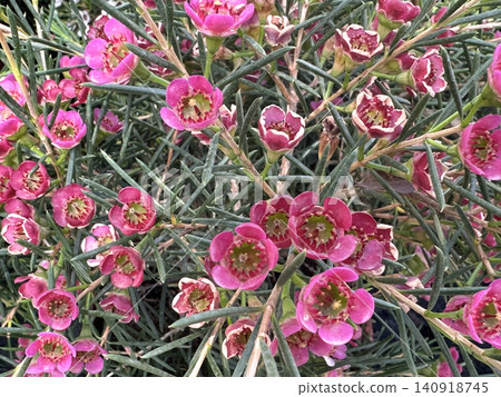 Flowering shrub Geraldton Wax (Chamelaucium uncinatum) Flowering shrub Geraldton Wax (Chamelaucium uncinatum) 140918745