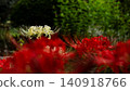 盛開的白色彼岸花，前景是模糊的紅色彼岸花。 140918766