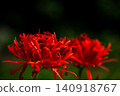 重瓣紅蜘蛛百合在深色背景的襯托下盛開 140918767
