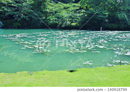 Water lily of sea hell Water lily of sea hell 140918799