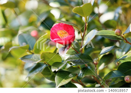 朱雀門的山茶花 140918957