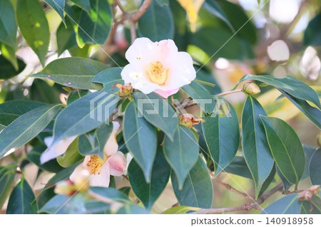 Rose flower Showa Asuke Rose flower Showa Asuke 140918958