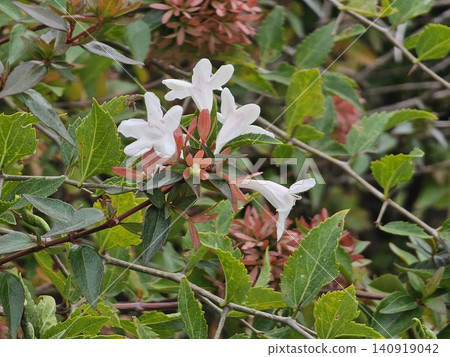 Close Up of Glossy Abelia White Flowers Close Up of Glossy Abelia White Flowers 140919042