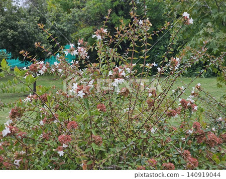 Flowering Glossy Abelia in Ornamental Landscape Flowering Glossy Abelia in Ornamental Landscape 140919044