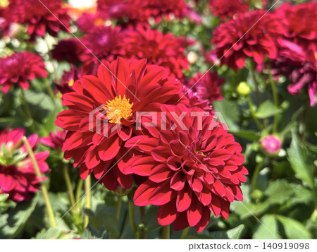 Red Dahlias in the garden (Dahlia) Red Dahlias in the garden (Dahlia) 140919098