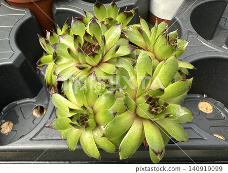Succulent plant houseleek (Sempervivum) Succulent plant houseleek (Sempervivum) 140919099